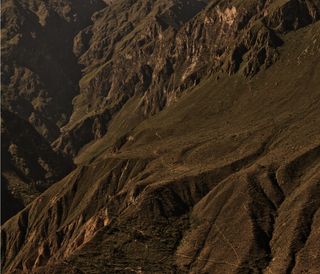 Some trees in the rising sun in Peru, 2011