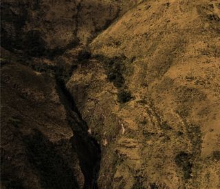 Some trees in the rising sun in Peru, 2011