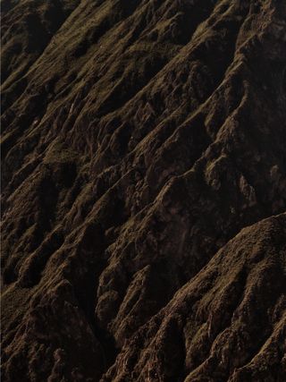 Some trees in the rising sun in Peru, 2011