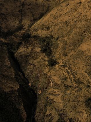 Some trees in the rising sun in Peru, 2011