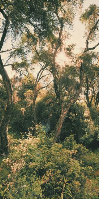 Some trees in the rising sun in Peru, 2011